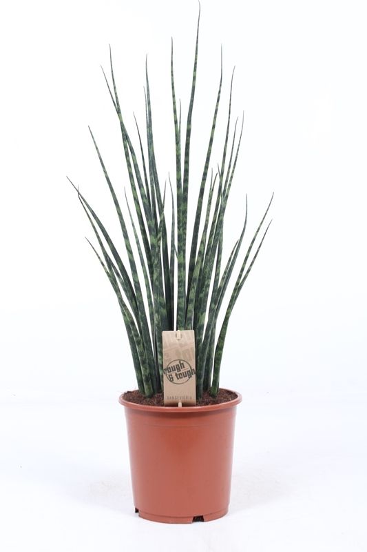 Sans Fernwood Mikado