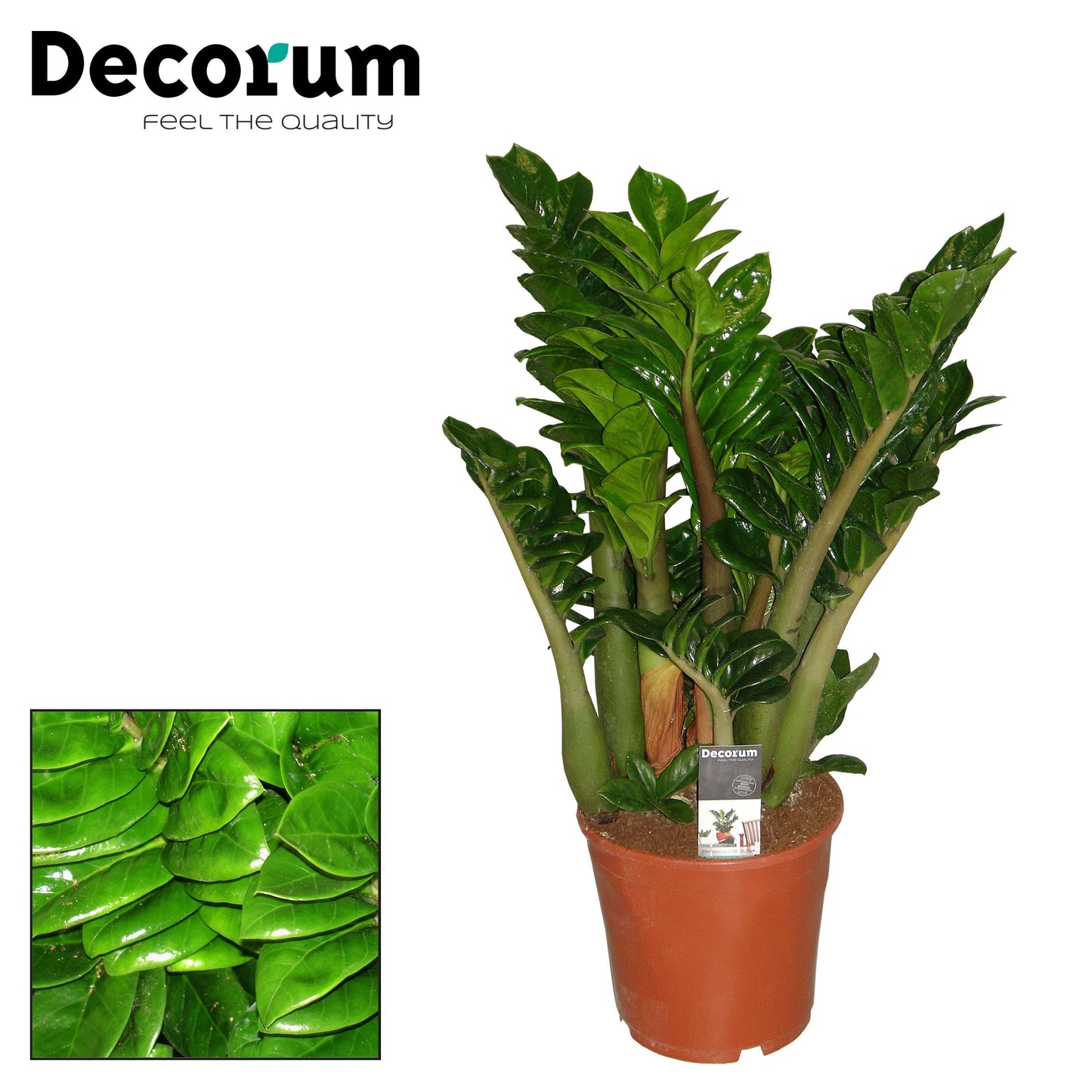 Zamioculcas Zamiifolia Zenzi 6pp