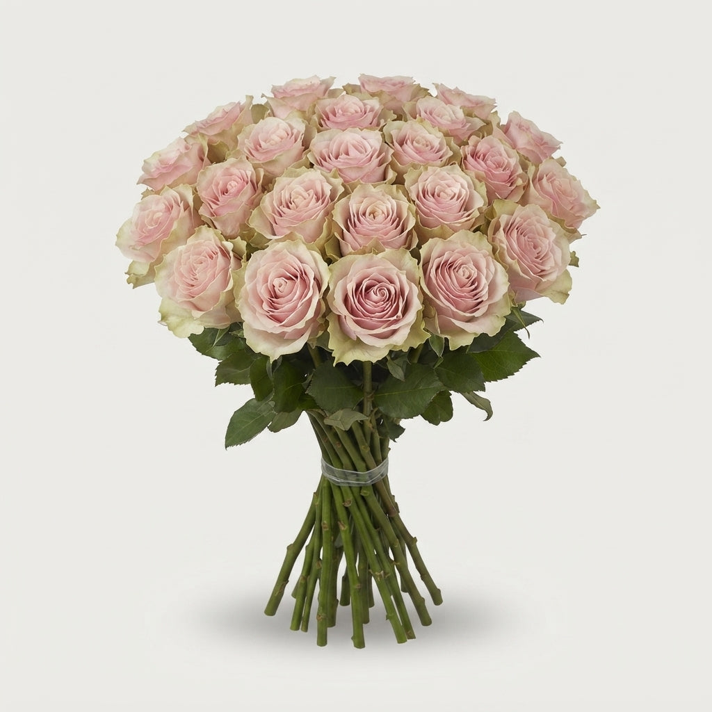 Rose - Rosa - Pink Mondial