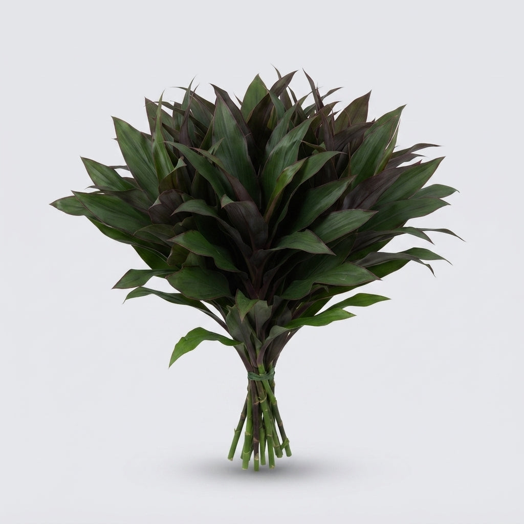 Cordyline Chicken Tail Top - Plastic