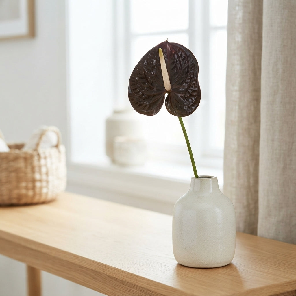 Brown Anthurium ‘Anthiqdap’ – 40cm Stems