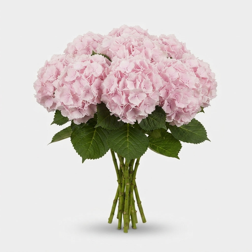 Hydrangea - Hydrangea - Verena